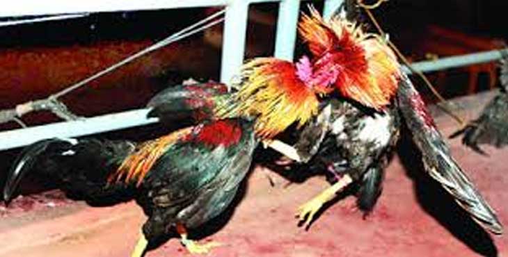 കോഴിയുടെ കാലില് കെട്ടിവെച്ച മൂര്ച്ചയേറിയ കത്തികൊണ്ട് മുറിവേറ്റയാള് മരിച്ചു കോഴിയുടെ കാലില് കെട്ടിവെച്ച മൂര്ച്ചയേറിയ കത്തികൊണ്ട് മുറിവേറ്റയാള് മരിച്ചു