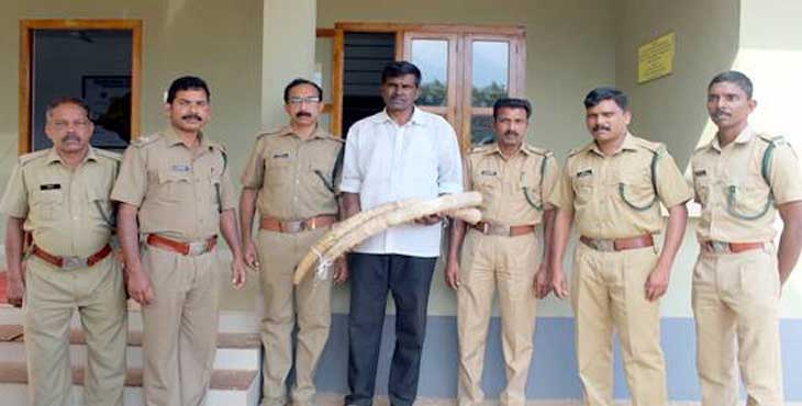 ചരിഞ്ഞ കാട്ടാനയുടെ കൊമ്പുകള് കവര്ന്ന മുന് പഞ്ചായത്ത് പ്രസിഡന്റ് പിടിയില് ചരിഞ്ഞ കാട്ടാനയുടെ കൊമ്പുകള് കവര്ന്ന മുന് പഞ്ചായത്ത് പ്രസിഡന്റ് പിടിയില്
