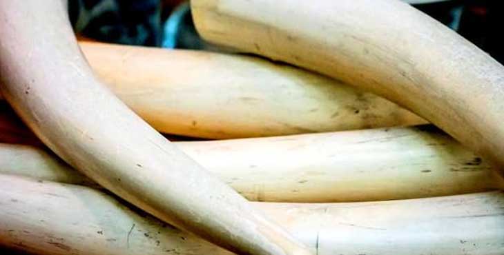 ആനക്കൊമ്പ് വില്പ്പന നടത്താന് ശ്രമിച്ച അഞ്ചു പേരെ ഫ്ലൈയിംഗ് സ്ക്വാഡ് പിടികൂടി ആനക്കൊമ്പ് വില്പ്പന നടത്താന് ശ്രമിച്ച അഞ്ചു പേരെ ഫ്ലൈയിംഗ് സ്ക്വാഡ് പിടികൂടി