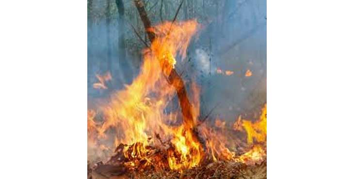കോന്നിയില് കഴിഞ്ഞ ദിവസമുണ്ടായ കാട്ടുതീയ്ക്ക് പിന്നില് സാമൂഹിക വിരുദ്ധരെന്ന് സംശയം കോന്നിയില് കഴിഞ്ഞ ദിവസമുണ്ടായ കാട്ടുതീയ്ക്ക് പിന്നില് സാമൂഹിക വിരുദ്ധരെന്ന് സംശയം