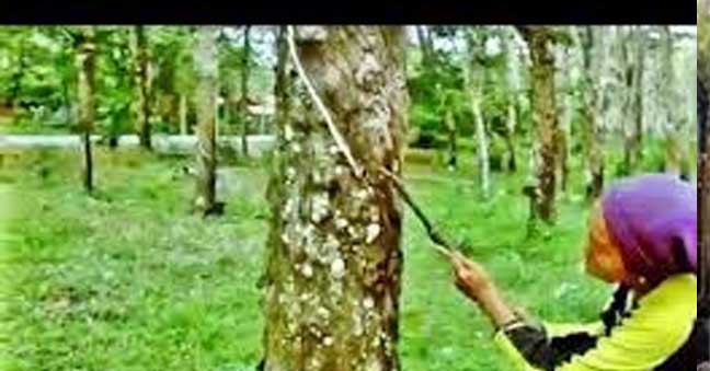സംസ്ഥാന തോട്ടം നയം ഫെബ്രുവരി അവസാനം പ്രഖ്യാപിക്കും ; റബറിന് ന്യായവില കിട്ടാൻ സിയാൽ മാതൃകയിൽ വൻകിട റബർ ഫാക്ടറി സംസ്ഥാന തോട്ടം നയം ഫെബ്രുവരി അവസാനം പ്രഖ്യാപിക്കും ; റബറിന് ന്യായവില കിട്ടാൻ സിയാൽ മാതൃകയിൽ വൻകിട റബർ ഫാക്ടറി