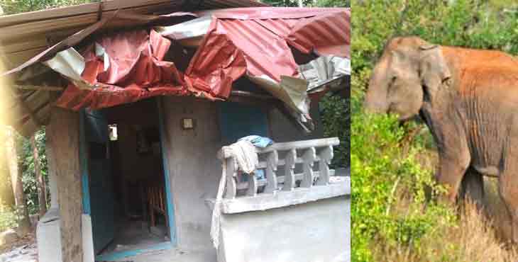 തേക്കുതോട് ഏഴാംതലയിൽ വീണ്ടും കാട്ടാന വീട് തകർത്തു ; ജനങ്ങള് ഭീതിയില് തേക്കുതോട് ഏഴാംതലയിൽ വീണ്ടും കാട്ടാന വീട് തകർത്തു ; ജനങ്ങള് ഭീതിയില്