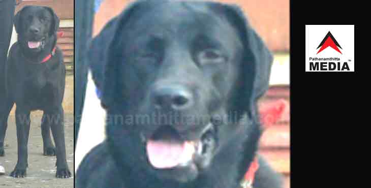 ജീവന് രക്ഷിക്കാന് വന്ന ബ്ലാക്കിയുടെ(3) ജീവിതം പൊലിഞ്ഞു ; അവസാന ഡ്യൂട്ടി കേരള ഗവര്ണര്ക്കു വേണ്ടി ജീവന് രക്ഷിക്കാന് വന്ന ബ്ലാക്കിയുടെ(3) ജീവിതം പൊലിഞ്ഞു ; അവസാന ഡ്യൂട്ടി കേരള ഗവര്ണര്ക്കു വേണ്ടി