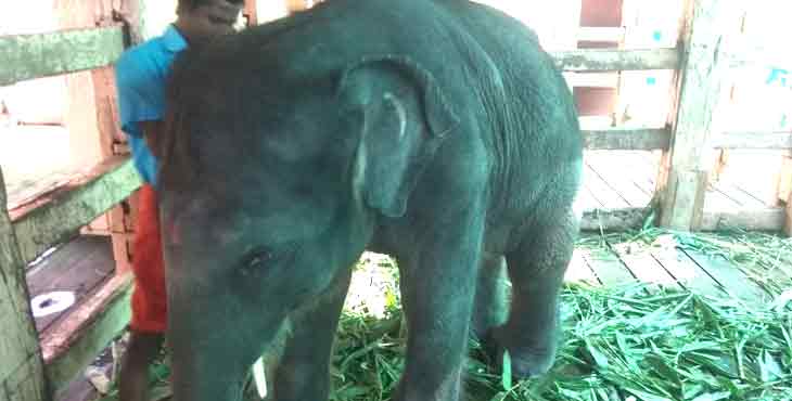 കോന്നി അനത്താവളത്തിലെ പിഞ്ചു വീണ്ടും അവശതയിൽ കോന്നി അനത്താവളത്തിലെ പിഞ്ചു വീണ്ടും അവശതയിൽ