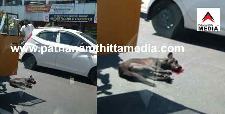 പത്തനംതിട്ടയില് തെരുവ് നായയുടെ ആക്രമണം ; വൃദ്ധരും വിദ്യാര്ത്ഥികളുമടക്കം 20 ഓളം പേര് ആശുപത്രിയില് പത്തനംതിട്ടയില് തെരുവ് നായയുടെ ആക്രമണം ; വൃദ്ധരും വിദ്യാര്ത്ഥികളുമടക്കം 20 ഓളം പേര് ആശുപത്രിയില്