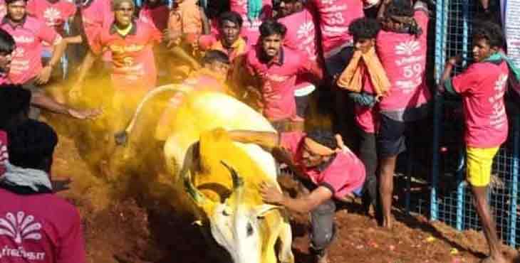 അവനിയാപുരം ജെല്ലിക്കെട്ടിൽ കാളകൾ ചീറിപ്പാഞ്ഞു ; 72 പേർക്ക് പേർക്ക് പരിക്ക് അവനിയാപുരം ജെല്ലിക്കെട്ടിൽ കാളകൾ ചീറിപ്പാഞ്ഞു ; 72 പേർക്ക് പേർക്ക് പരിക്ക്