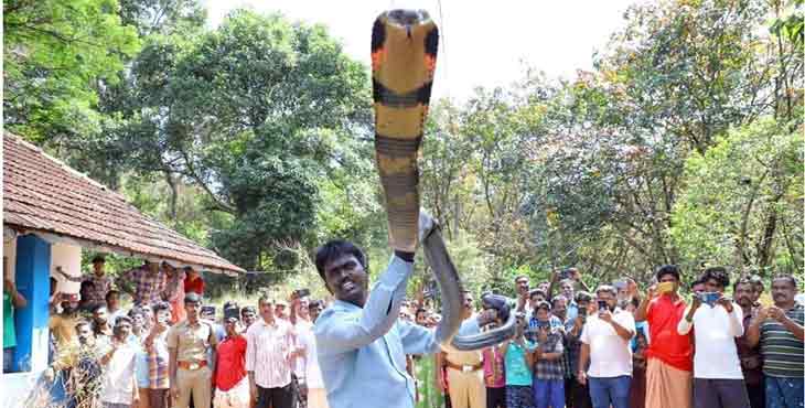 കോന്നി – കല്ലേലി എസ്റ്റേറ്റിനുള്ളിൽ നിന്നും രാജവമ്പാലയെ പിടികൂടി കോന്നി – കല്ലേലി എസ്റ്റേറ്റിനുള്ളിൽ നിന്നും രാജവമ്പാലയെ പിടികൂടി