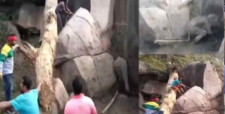 പാറയിടുക്കില് കുടുങ്ങിയ കാട്ടാനക്കുട്ടിക്ക് പുതുജീവന് നല്കി വനംവകുപ്പും നാട്ടുകാരും പാറയിടുക്കില് കുടുങ്ങിയ കാട്ടാനക്കുട്ടിക്ക് പുതുജീവന് നല്കി വനംവകുപ്പും നാട്ടുകാരും