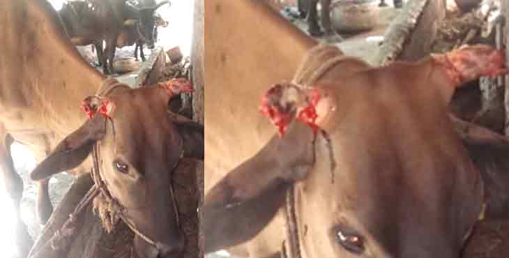 കൊടും ക്രൂരത ; തൊഴുത്തിൽ കെട്ടിയിരുന്ന കറവപ്പശുവിന്റെ കൊമ്പുകൾ സാമൂഹ്യ വിരുദ്ധർ വെട്ടി അരിഞ്ഞു കൊടും ക്രൂരത ; തൊഴുത്തിൽ കെട്ടിയിരുന്ന കറവപ്പശുവിന്റെ കൊമ്പുകൾ സാമൂഹ്യ വിരുദ്ധർ വെട്ടി അരിഞ്ഞു