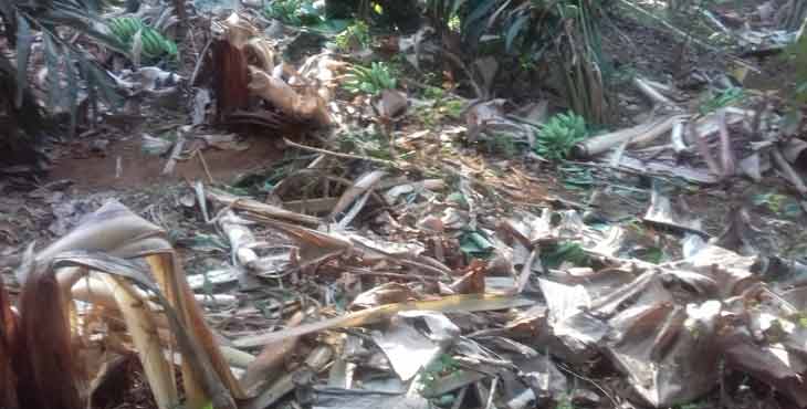 തേക്കുതോട് മൂർത്തിമണ്ണിൽ കാട്ടാന കൃഷി നശിപ്പിച്ചു തേക്കുതോട് മൂർത്തിമണ്ണിൽ കാട്ടാന കൃഷി നശിപ്പിച്ചു