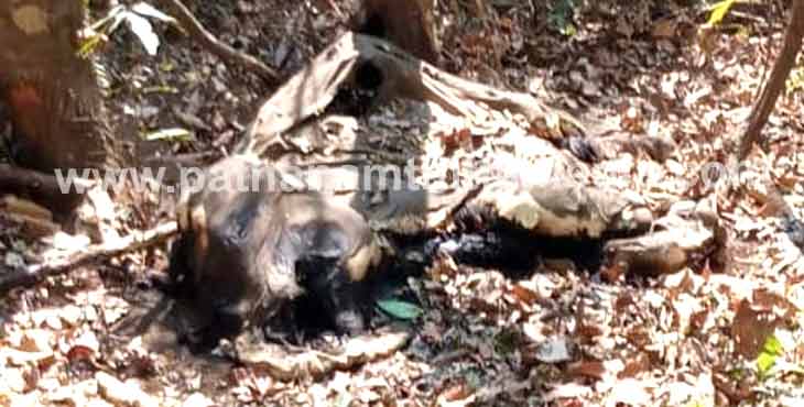 കോന്നി – താഴേപൂച്ചക്കുളം വനത്തിനുള്ളിൽ കാട്ടാനയുടെ ജഡം കണ്ടെത്തി കോന്നി – താഴേപൂച്ചക്കുളം വനത്തിനുള്ളിൽ കാട്ടാനയുടെ ജഡം കണ്ടെത്തി