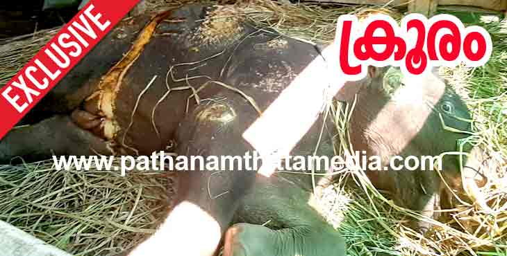 വിദഗ്ധ ‘വൈദ്യന്മാരുടെ ‘ ചികിത്സ ; കോന്നി ആനത്താവളത്തിലെ പിഞ്ചു ശരീരം പൊട്ടിക്കീറി ഗുരുതരാവസ്ഥയില് ; വിവരം പരമ രഹസ്യമാക്കി വനംവകുപ്പ് വിദഗ്ധ ‘വൈദ്യന്മാരുടെ ‘ ചികിത്സ ; കോന്നി ആനത്താവളത്തിലെ പിഞ്ചു ശരീരം പൊട്ടിക്കീറി ഗുരുതരാവസ്ഥയില് ; വിവരം പരമ രഹസ്യമാക്കി വനംവകുപ്പ്
