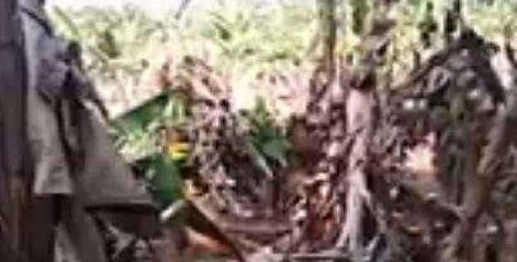 കനത്ത ചൂടില് വാഴകള് കരിഞ്ഞുണങ്ങി ഒടിഞ്ഞു വീഴുന്നു കനത്ത ചൂടില് വാഴകള് കരിഞ്ഞുണങ്ങി ഒടിഞ്ഞു വീഴുന്നു