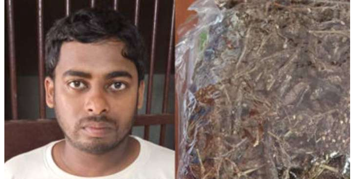 കഞ്ചാവുമായി ഇതര സംസ്ഥാന തൊഴിലാളി എക്സൈസിന്റെ പിടിയില് കഞ്ചാവുമായി ഇതര സംസ്ഥാന തൊഴിലാളി എക്സൈസിന്റെ പിടിയില്