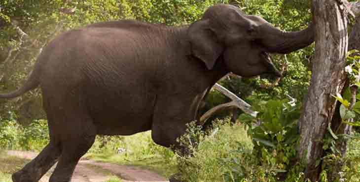 കാട്ടാനയുടെ ആക്രമണത്തില് തൊഴിലാളി മരിച്ചു കാട്ടാനയുടെ ആക്രമണത്തില് തൊഴിലാളി മരിച്ചു