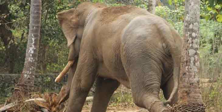 മിനിറ്റുകളുടെ ഇടവേളയില് തൃശ്ശൂരില് രണ്ടിടത്ത് ആനകള് ഇടഞ്ഞു ; രണ്ടിനേയും തളച്ചു മിനിറ്റുകളുടെ ഇടവേളയില് തൃശ്ശൂരില് രണ്ടിടത്ത് ആനകള് ഇടഞ്ഞു ; രണ്ടിനേയും തളച്ചു