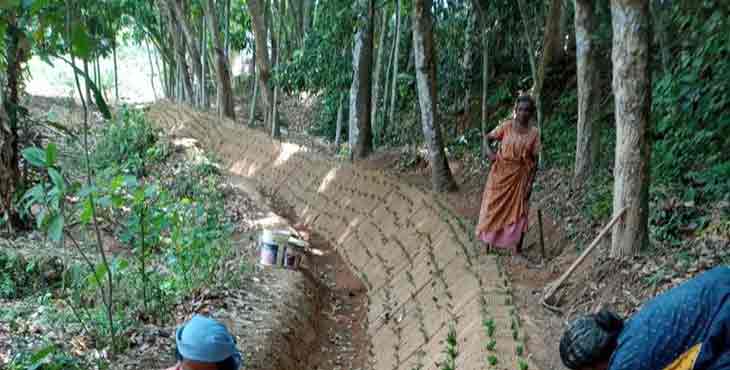 കയര്ഭൂവസ്ത്രം പുതച്ചു കിളിവയല് ഒരുങ്ങുന്നു കയര്ഭൂവസ്ത്രം പുതച്ചു കിളിവയല് ഒരുങ്ങുന്നു