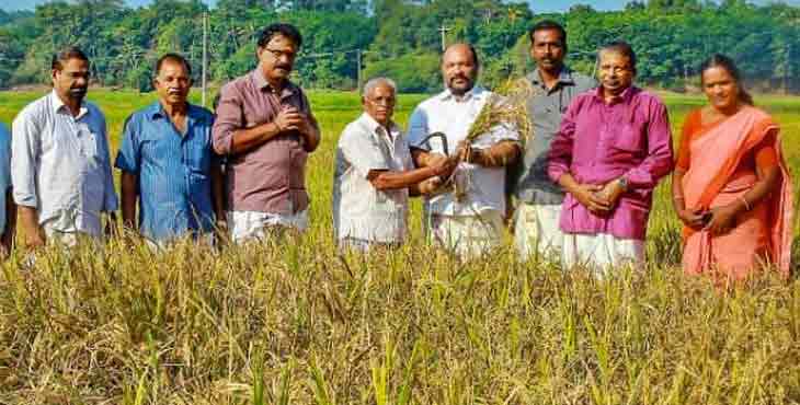 കൊയ്ത്ത് ഉദ്ഘാടനം സംഘടിപ്പിച്ചു കൊയ്ത്ത് ഉദ്ഘാടനം സംഘടിപ്പിച്ചു