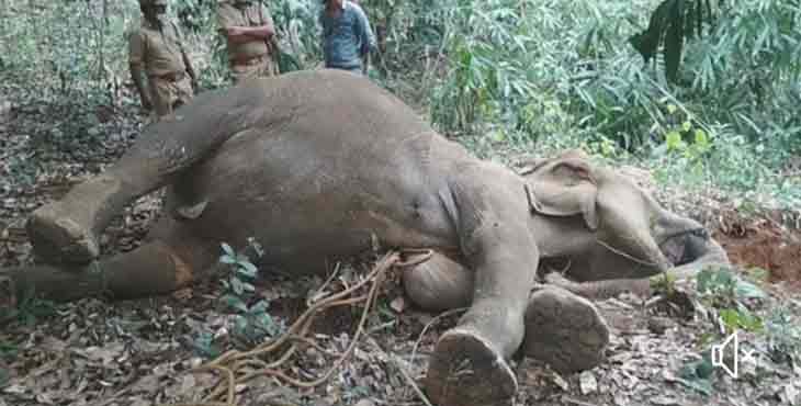 ആങ്ങമൂഴിക്ക് സമീപം അവശനിലയിൽ കാണപ്പെട്ട കാട്ടാന ചരിഞ്ഞു ആങ്ങമൂഴിക്ക് സമീപം അവശനിലയിൽ കാണപ്പെട്ട കാട്ടാന ചരിഞ്ഞു