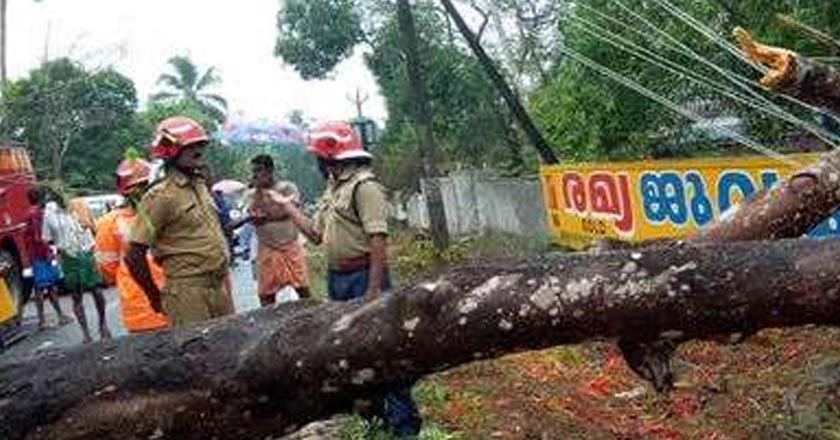 റോഡിനു കുറുകെ വലിയ വാകമരം വീണു : ലോക്ക് ഡൗണ് ആയതിനാല് വന് അപകടം ഒഴിവായി റോഡിനു കുറുകെ വലിയ വാകമരം വീണു : ലോക്ക് ഡൗണ് ആയതിനാല് വന് അപകടം ഒഴിവായി