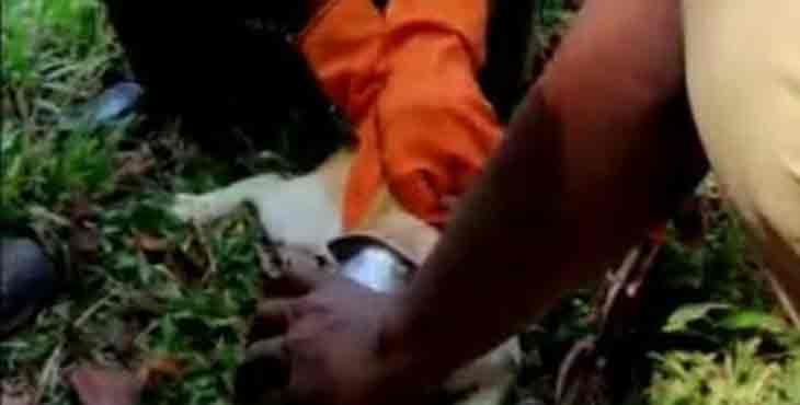 ‘ലോക്ക് ഡൗണിലായ’ പൂച്ചയേയും രക്ഷപെടുത്തി അഗ്നിശമനസേന ‘ലോക്ക് ഡൗണിലായ’ പൂച്ചയേയും രക്ഷപെടുത്തി അഗ്നിശമനസേന
