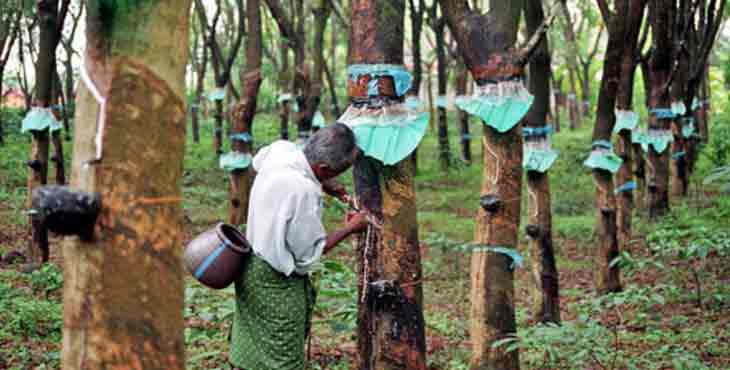 തോട്ടം തൊഴിലാളികള് ധനസഹായത്തിനായി ബാങ്ക് അക്കൗണ്ട് നമ്പര് നല്കണം തോട്ടം തൊഴിലാളികള് ധനസഹായത്തിനായി ബാങ്ക് അക്കൗണ്ട് നമ്പര് നല്കണം