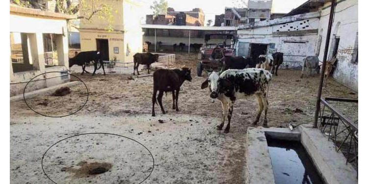 ആവശ്യത്തിന് ഭക്ഷണമില്ല ; ബീഹാറിലെ ഗോശാലയില് പശുക്കള് ചത്തു വീഴുന്നു ആവശ്യത്തിന് ഭക്ഷണമില്ല ; ബീഹാറിലെ ഗോശാലയില് പശുക്കള് ചത്തു വീഴുന്നു