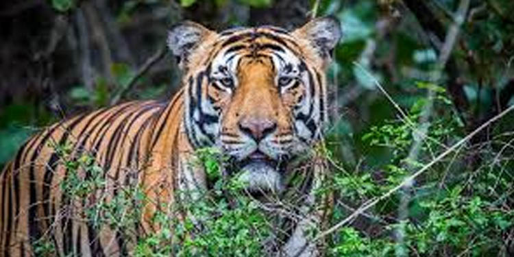പത്തനംതിട്ട മേടപ്പാറയില് ജനവാസ മേഖലയില് വീണ്ടും കടുവ ഇറങ്ങി പത്തനംതിട്ട മേടപ്പാറയില് ജനവാസ മേഖലയില് വീണ്ടും കടുവ ഇറങ്ങി