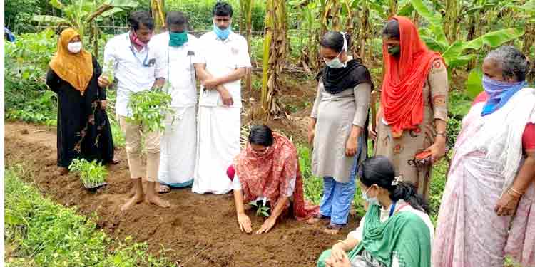 പത്തനംതിട്ട നഗരസഭയില് മുളക്പാടം പദ്ധതിക്ക് തുടക്കമായി പത്തനംതിട്ട നഗരസഭയില് മുളക്പാടം പദ്ധതിക്ക് തുടക്കമായി