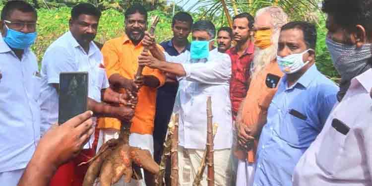അഞ്ച് ഏക്കറില് കൃഷിചെയ്ത കപ്പ സൗജന്യമായി നല്കി യുവകര്ഷകന് അഞ്ച് ഏക്കറില് കൃഷിചെയ്ത കപ്പ സൗജന്യമായി നല്കി യുവകര്ഷകന്