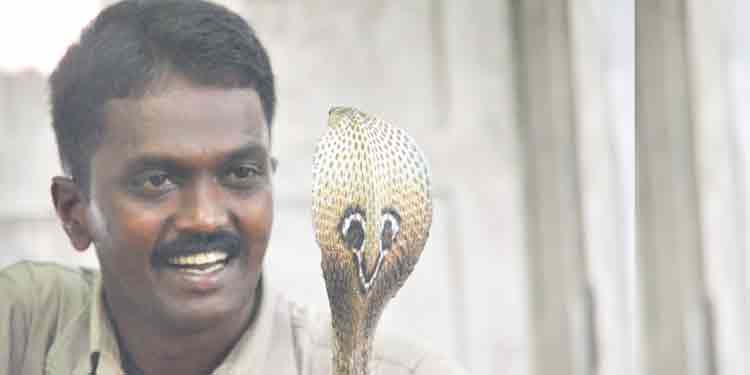 പാമ്പിന് മുട്ടകള് വീട്ടില് വിരിയിച്ച് വാവ സുരേഷ് ; അതും മൂര്ഖന് കുഞ്ഞുങ്ങളെ പാമ്പിന് മുട്ടകള് വീട്ടില് വിരിയിച്ച് വാവ സുരേഷ് ; അതും മൂര്ഖന് കുഞ്ഞുങ്ങളെ
