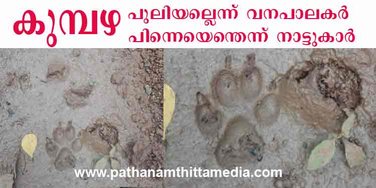 വനപാലകര് കൈമലര്ത്തി ; ഭീതിയോടെ കുമ്പഴ നിവാസികള് ; പുലിയെന്ന് ഉറപ്പിച്ച് നാട്ടുകാര് വനപാലകര് കൈമലര്ത്തി ; ഭീതിയോടെ കുമ്പഴ നിവാസികള് ; പുലിയെന്ന് ഉറപ്പിച്ച് നാട്ടുകാര്