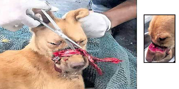 നായയോടും മനുഷ്യന്റെ ക്രൂരത : വായ ഇന്സുലേഷന് ടേപ്പ് കൊണ്ട് വരിഞ്ഞു ചുറ്റി ; അവശനിലയില് കണ്ട നായയെ രക്ഷിച്ചു നായയോടും മനുഷ്യന്റെ ക്രൂരത : വായ ഇന്സുലേഷന് ടേപ്പ് കൊണ്ട് വരിഞ്ഞു ചുറ്റി ; അവശനിലയില് കണ്ട നായയെ രക്ഷിച്ചു