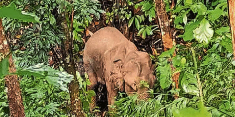 വീണ്ടും അവശനിലയില് മറ്റൊരു ആന കൂടി ജനവാസമേഖലയില്…. വീണ്ടും അവശനിലയില് മറ്റൊരു ആന കൂടി ജനവാസമേഖലയില്….