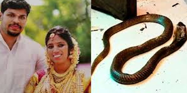 ഉത്രയുടെ കൊലപാതകം : നിര്ണായകമായി ഡോക്ടറുടെ മൊഴി ഉത്രയുടെ കൊലപാതകം : നിര്ണായകമായി ഡോക്ടറുടെ മൊഴി