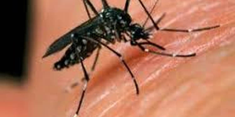 പത്തനംതിട്ടയില് ഡെങ്കിപ്പനി ബാധിതരുടെ എണ്ണത്തിലും വന് വര്ധന ; ആശങ്കയില് ആരോഗ്യ വകുപ്പ് പത്തനംതിട്ടയില് ഡെങ്കിപ്പനി ബാധിതരുടെ എണ്ണത്തിലും വന് വര്ധന ; ആശങ്കയില് ആരോഗ്യ വകുപ്പ്