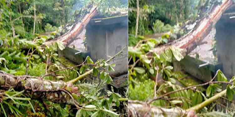 കാട്ടാന വീടിനു മുകളിലേക്ക് പന തളളിയിട്ടു കാട്ടാന വീടിനു മുകളിലേക്ക് പന തളളിയിട്ടു