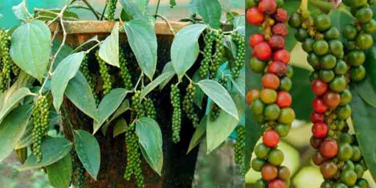 കുറ്റിക്കുരുമുളക് കൃഷിക്ക് പ്രിയമേറുന്നു കുറ്റിക്കുരുമുളക് കൃഷിക്ക് പ്രിയമേറുന്നു