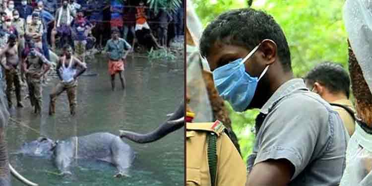 പാലക്കാട് ആന ചരിഞ്ഞ സംഭവം : മുഖ്യപ്രതികൾക്കായി തിരച്ചിൽ തുടരുന്നു പാലക്കാട് ആന ചരിഞ്ഞ സംഭവം : മുഖ്യപ്രതികൾക്കായി തിരച്ചിൽ തുടരുന്നു