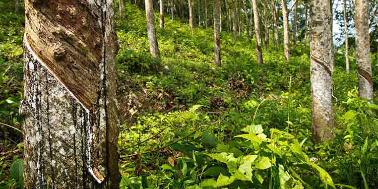 ആരബിൾ ഭൂമി റിസർവ് വനമായി കാണണമെന്ന വനംവകുപ്പ് ഉത്തരവ് പിൻവലിക്കണം : റാന്നി, കോന്നി എം.എല്.എമാര് നിലപാട് വ്യക്തമാക്കണം ; ബാബു ജോർജ്ജ് ആരബിൾ ഭൂമി റിസർവ് വനമായി കാണണമെന്ന വനംവകുപ്പ് ഉത്തരവ് പിൻവലിക്കണം : റാന്നി, കോന്നി എം.എല്.എമാര് നിലപാട് വ്യക്തമാക്കണം ; ബാബു ജോർജ്ജ്