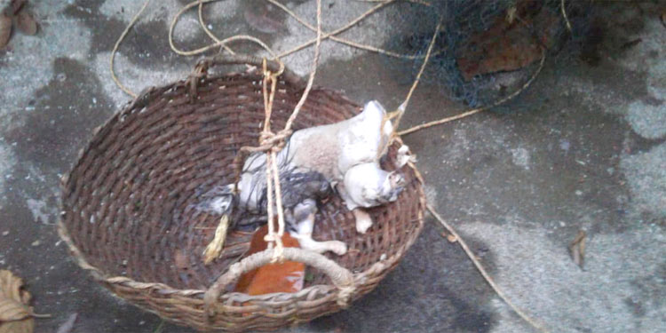 കുന്നന്താനത്ത് യുവാവും കുടുംബവും ക്വാറന്റെയിനില് കഴിഞ്ഞ വീട്ടിലെ കിണറ്റില് പൂച്ചയെ കൊന്നിട്ടു കുന്നന്താനത്ത് യുവാവും കുടുംബവും ക്വാറന്റെയിനില് കഴിഞ്ഞ വീട്ടിലെ കിണറ്റില് പൂച്ചയെ കൊന്നിട്ടു