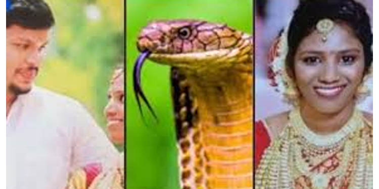 ഉത്രയെ കടിച്ചത് മൂര്ഖന് തന്നെ ; ആന്തരികാവയവങ്ങളുടെ രാസപരിശോധനാ ഫലം ഉത്രയെ കടിച്ചത് മൂര്ഖന് തന്നെ ; ആന്തരികാവയവങ്ങളുടെ രാസപരിശോധനാ ഫലം
