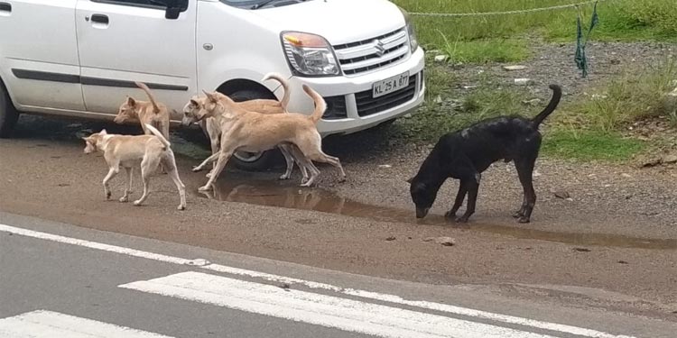 തണ്ണിത്തോട്ടിൽ തെരുവ് നായശല്യം രൂക്ഷം തണ്ണിത്തോട്ടിൽ തെരുവ് നായശല്യം രൂക്ഷം