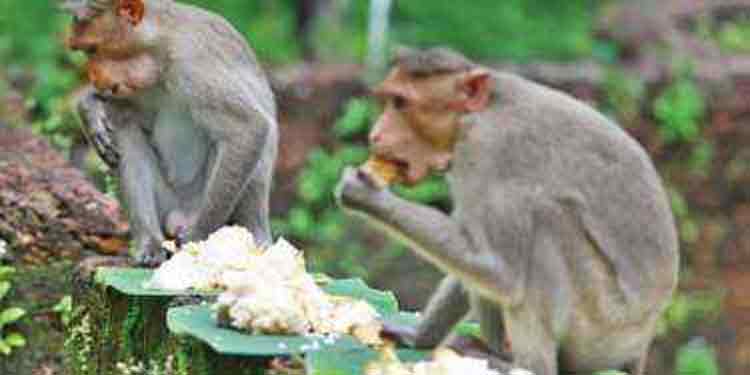 ശാസ്താംകോട്ടയിൽ വാനരന്മാർ പട്ടിണിയിൽ ; അന്വേഷണത്തിന് ഉത്തരവിട്ട് വനം വകുപ്പ് ശാസ്താംകോട്ടയിൽ വാനരന്മാർ പട്ടിണിയിൽ ; അന്വേഷണത്തിന് ഉത്തരവിട്ട് വനം വകുപ്പ്