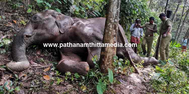 കോന്നിയില് കാട്ടാനക്കുട്ടിയുടെ ജഡം കണ്ടെത്തി കോന്നിയില് കാട്ടാനക്കുട്ടിയുടെ ജഡം കണ്ടെത്തി