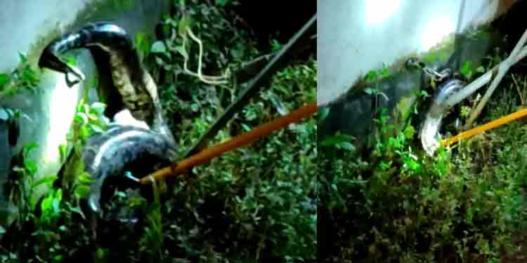കുമ്പഴ – വെട്ടൂര് റോഡില് നെടുമാനാൽ ഗുരു മന്ദിരത്തിനു സമീപം പെരുമ്പാമ്പിനെ പിടികൂടി കുമ്പഴ – വെട്ടൂര് റോഡില് നെടുമാനാൽ ഗുരു മന്ദിരത്തിനു സമീപം പെരുമ്പാമ്പിനെ പിടികൂടി