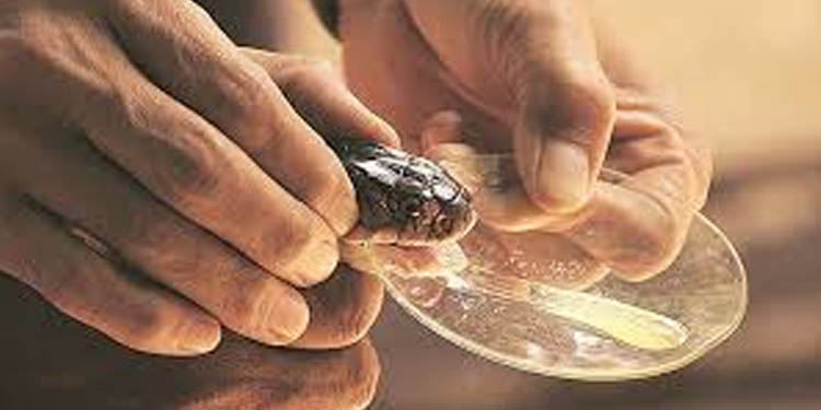 ഒരു കോടിയോളം വിലമതിക്കുന്ന പാമ്പിന് വിഷം കടത്താന് ശ്രമo : രണ്ട് പേര് അറസ്റ്റില് ഒരു കോടിയോളം വിലമതിക്കുന്ന പാമ്പിന് വിഷം കടത്താന് ശ്രമo : രണ്ട് പേര് അറസ്റ്റില്