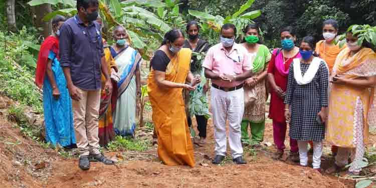 കാര്ഷികമേഖലയില് നൂതന വിളകളുമായി കുടുംബശ്രീ ജില്ലാമിഷന് കാര്ഷികമേഖലയില് നൂതന വിളകളുമായി കുടുംബശ്രീ ജില്ലാമിഷന്