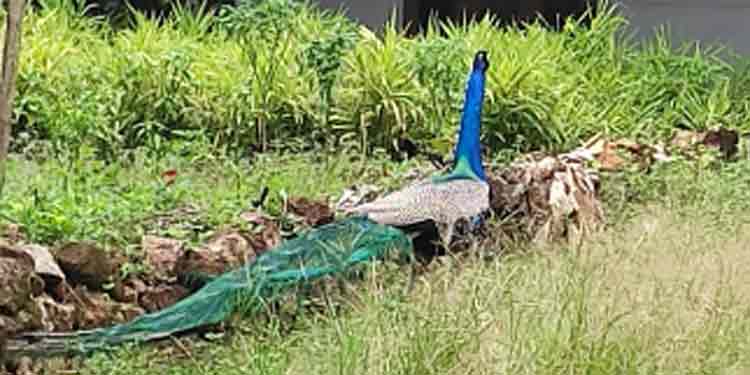 വള്ളിക്കോട് കോട്ടയം – തട്ടക്കുന്ന് പടപ്പുപാറയിലും പാറമടക്ക് നീക്കം ; സമരസമിതി രൂപീകരിച്ചു വള്ളിക്കോട് കോട്ടയം – തട്ടക്കുന്ന് പടപ്പുപാറയിലും പാറമടക്ക് നീക്കം ; സമരസമിതി രൂപീകരിച്ചു