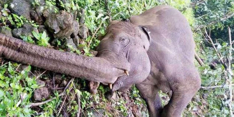 കൃഷിയിടത്തില് കാട്ടാന ചരിഞ്ഞ നിലയില് കൃഷിയിടത്തില് കാട്ടാന ചരിഞ്ഞ നിലയില്
